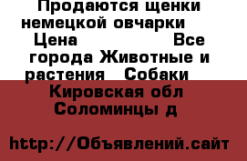 Продаются щенки немецкой овчарки!!! › Цена ­ 6000-8000 - Все города Животные и растения » Собаки   . Кировская обл.,Соломинцы д.